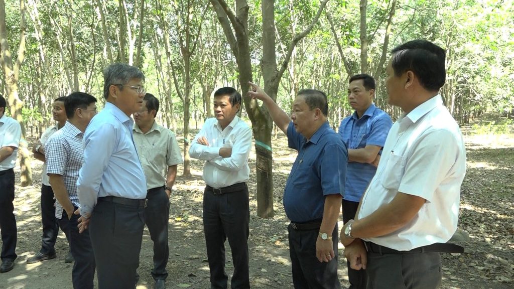 Cao su Bà Rịa, Hòa Bình cần định hướng phát triển gắn với địa phương